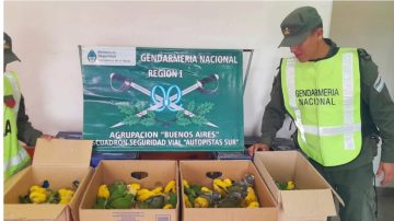 Detienen la marcha de un rodado y el sonido los delató: llevaban 94 cotorras sin agua ni comida