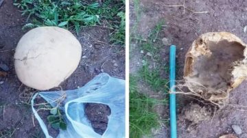 Encuentran un cráneo humano a la orilla del canal San Martín