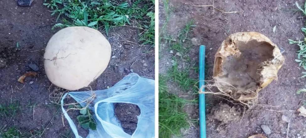 Encuentran un cráneo humano a la orilla del canal San Martín