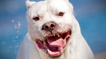 Último parte del niño atacado por dos dogos: evalúan un injerto de piel