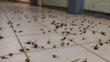 VIDEOS. Tras las lluvias, hubo invasión de hormigas voladoras
