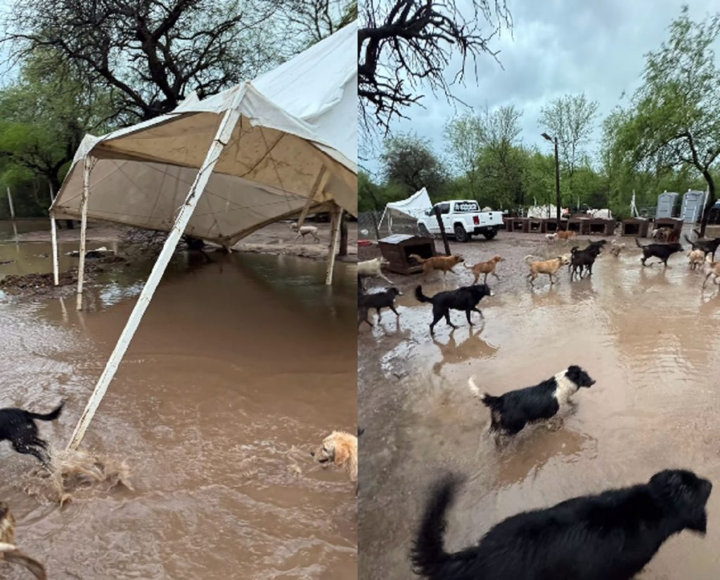 Desolación en Narnia por la destrucción del refugio de los “canichones”
