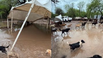 Desolación en Narnia por la destrucción del refugio de los “canichones”