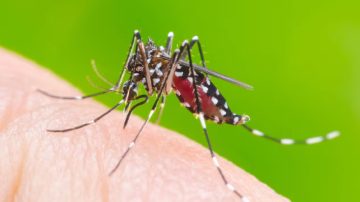 Dengue: este es el horario en el que más pica el mosquito
