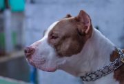 Una nena de 8 años fue atacada por un pitbull y permanece internada en el Cepsi