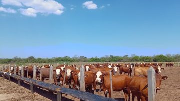 La suba del ganado en Brasil dispara los precios globales de la carne