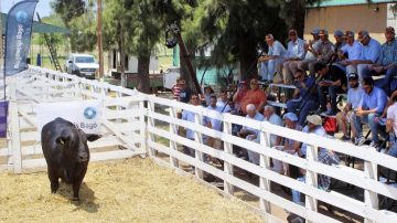 Fernández se prepara para el Remate de Invernada y Gordo este 20 de noviembre