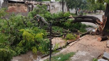 Emergencia tras la tormenta: intensos trabajos para levantar árboles caídos y controlar daños