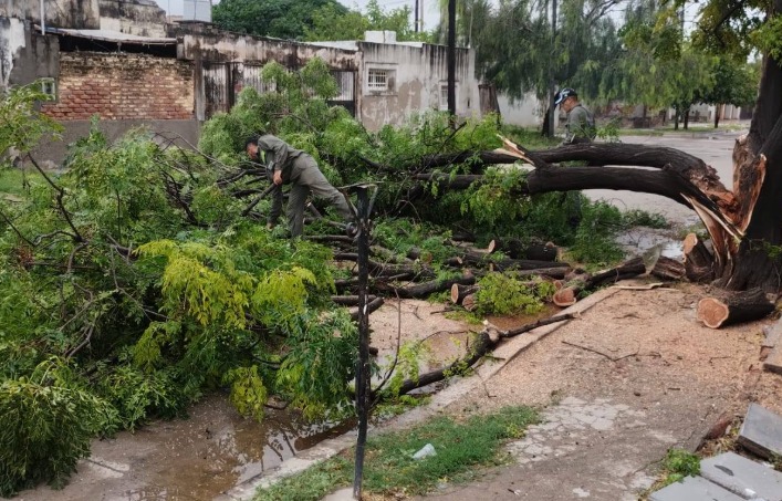 Emergencia tras la tormenta: intensos trabajos para levantar árboles caídos y controlar daños