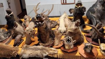 Estremecedor: hallan animales decapitados y disecados en una vivienda