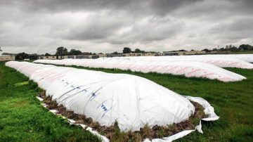 Los ruralistas que apoyan a Milei empiezan a quejarse del atraso cambiario