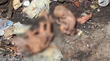 Hallan seis fetos en un contenedor de basura