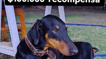 Atyla se perdió y su familia ofrece $100.000 para que la devuelvan