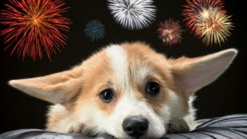 Cómo cuidar a las mascotas de los ruidos de la pirotecnia en Navidad