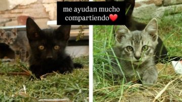 Preciosas gatitas buscan familias que las adopten