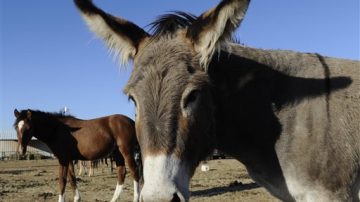 Sorprenden a cuatreros en plena faena de caballos y burros: escaparon hacia el monte en una camioneta