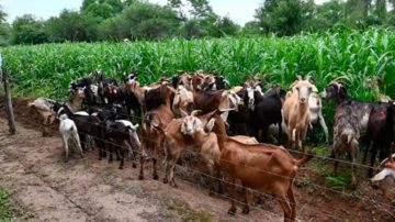 INTA Santiago del Estero revoluciona la ganadería caprina con un sistema de abonos orgánicos