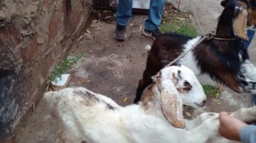 Mujer enfrenta el robo constante de sus cabritos en el departamento Pellegrini
