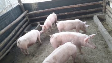 Un vecino de El Deán denunció que le robaron 40 chanchos de su propiedad