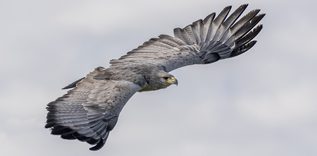 Declive del Águila Coronada: la lucha por la supervivencia en Santiago del Estero y el país