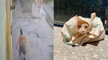 VIDEO | Indignante: una mujer embolsó a unos gatitos y los arrojó a la basura
