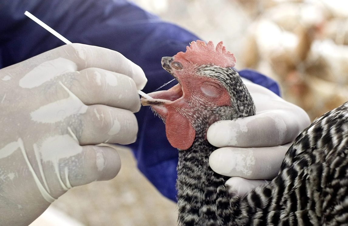Confirman el primer caso grave de gripe aviar H5N1 en Estados Unidos