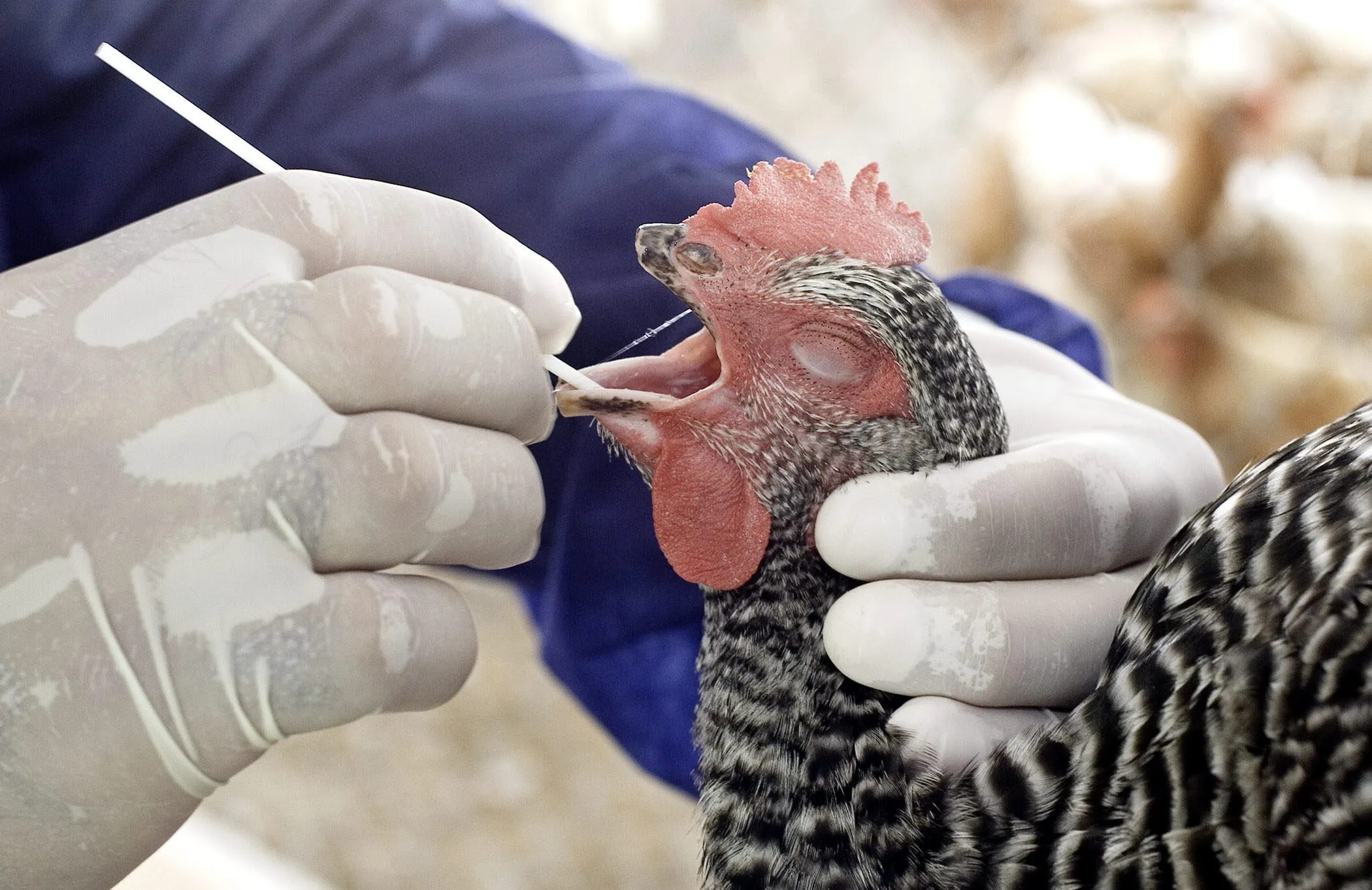 La gripe aviar ha generado temor en los Estados Unidos. Foto: Info Delestero.   