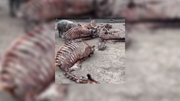 Kilos y kilos de carne insalubre: así desbarataron una red de faena clandestina en Santiago