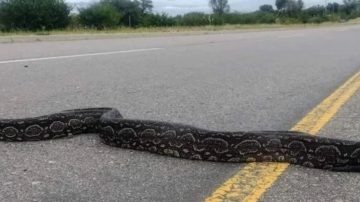 Terrible susto para un conductor: una lampalagua se trepó por las ruedas y se metió dentro de su acoplado