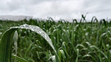 Noviembre con lluvias históricas: el segundo mayor acumulado desde 1981