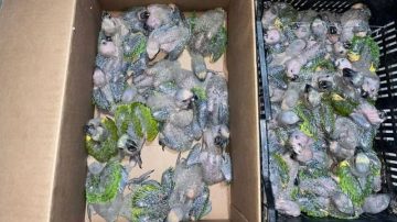 Dos santiagueños detenidos por presunto tráfico de loros valuados en $50 millones