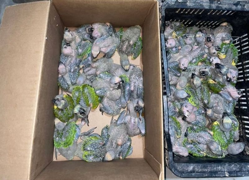Dos santiagueños detenidos por presunto tráfico de loros valuados en $50 millones