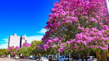 Santiago del Estero cierra el 2024 con la plantación de más de 60.000 árboles