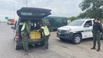 Detienen a un vehículo en un puesto de control y hallan 150 patos pekín en el baúl
