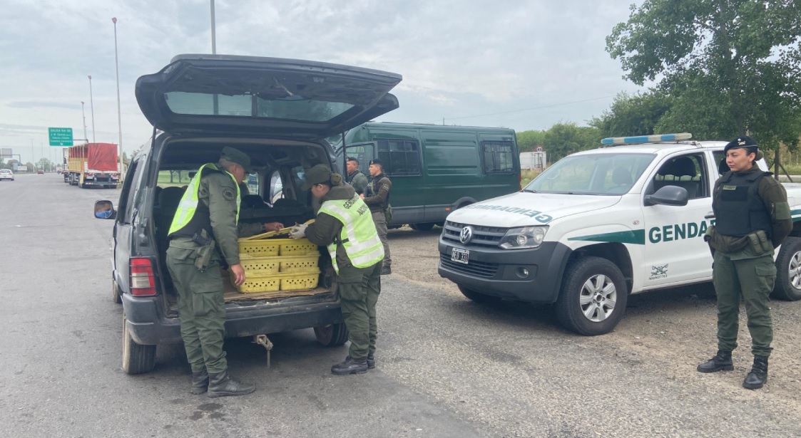 Detienen a un vehículo en un puesto de control y hallan 150 patos pekín en el baúl