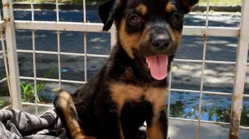 Otra vez: con una carta, abandonan a una perra en el canasto de basura de una protectora de animales