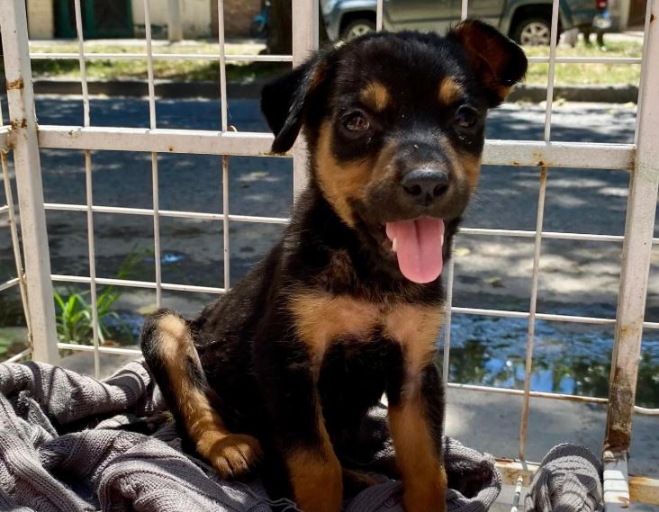 Otra vez: con una carta, abandonan a una perra en el canasto de basura de una protectora de animales