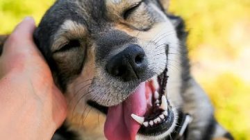 Estos son los beneficios de tener un perro en casa según Harvard