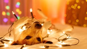 Cómo cuidar a nuestras mascotas durante las Fiestas de Fin de Año
