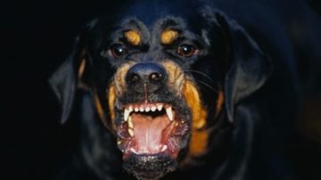 Internan a una nena de 3 años tras el brutal ataque de un rottweiler