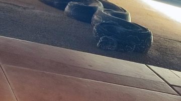 Tremendo susto: encontró en el patio de su casa una serpiente lampalagua 2 metros