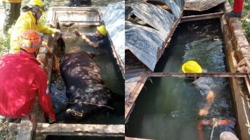 Loreto: rescatan a un caballo que cayó dentro de una cisterna