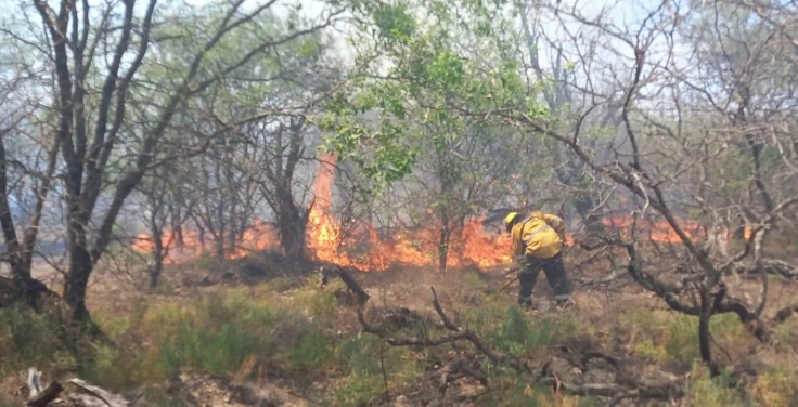 Ya son mas de 200 las hectáreas afectadas por los incendios forestales en Rubia Paso