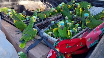 Descubren 250 loros en la caja de una camioneta en El Caburé