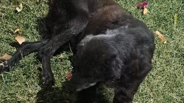 Pareja de policía y comerciante fueron denunciados por grave maltrato animal