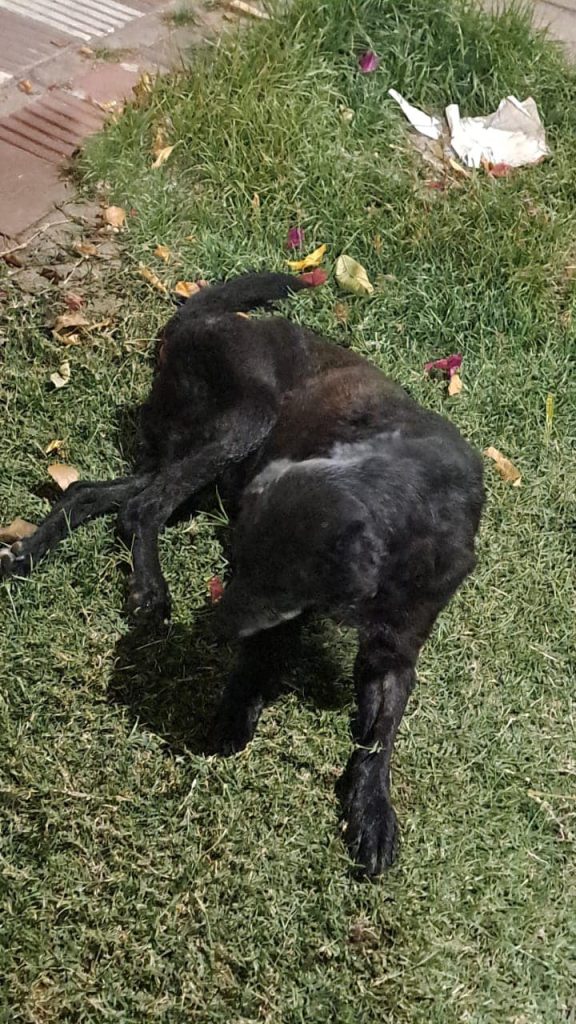 Pareja de policía y comerciante fueron denunciados por grave maltrato animal