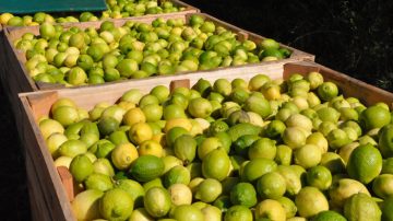 La administración Milei prioriza la importación de productos frescos y amenaza la producción local