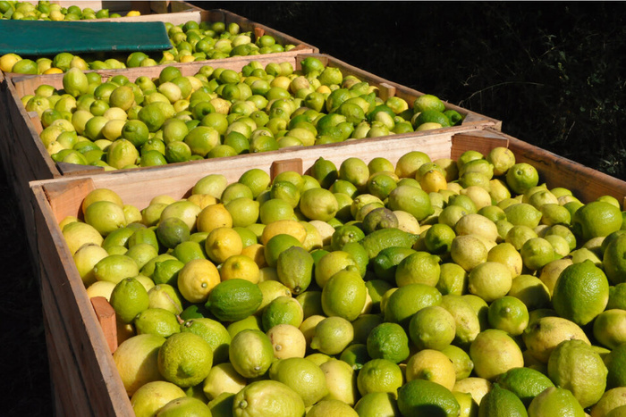 La administración Milei prioriza la importación de productos frescos y amenaza la producción local