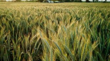 Argentina apunta a recuperar el segundo puesto como exportador mundial de cebada