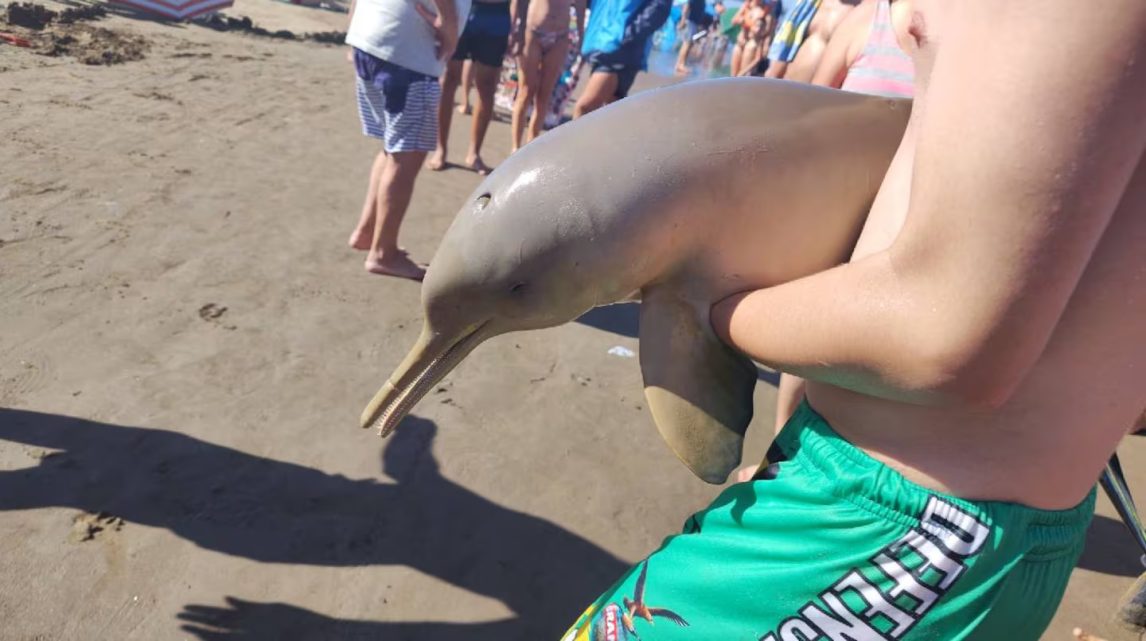 Turistas sacan un delfín del mar y murió: polémica por el accionar